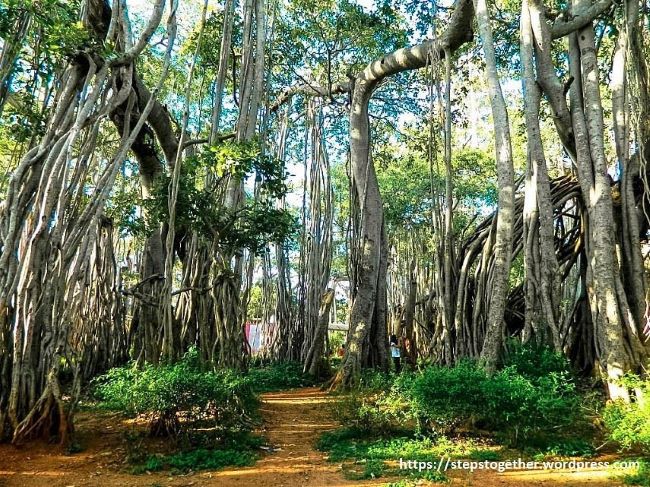 Big Banyan Tree: A Majestic Landmark in Bangalore