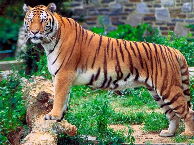 Explore Alipore Zoo: A Wildlife Haven in the Heart of Kolkata