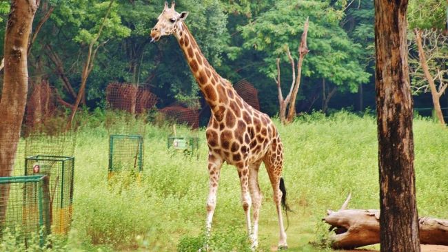 Explore Arignar Anna Zoological Park (Vandalur Zoo) – A Wildlife Haven Near Chennai