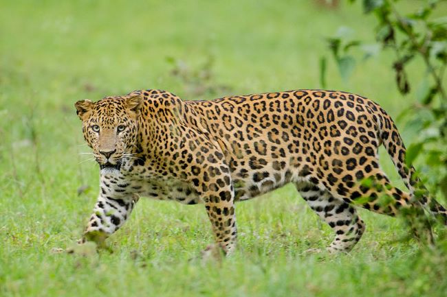 Jungle Safari in Chennai: Explore Wildlife Up Close