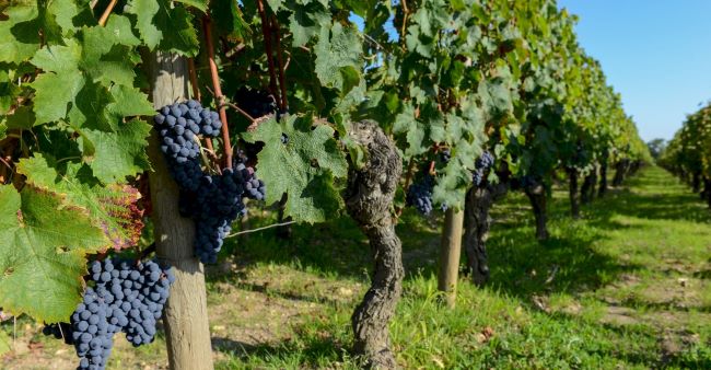 Explore the Best Vineyard Tours in Bangalore: A Wine Lover's Paradise