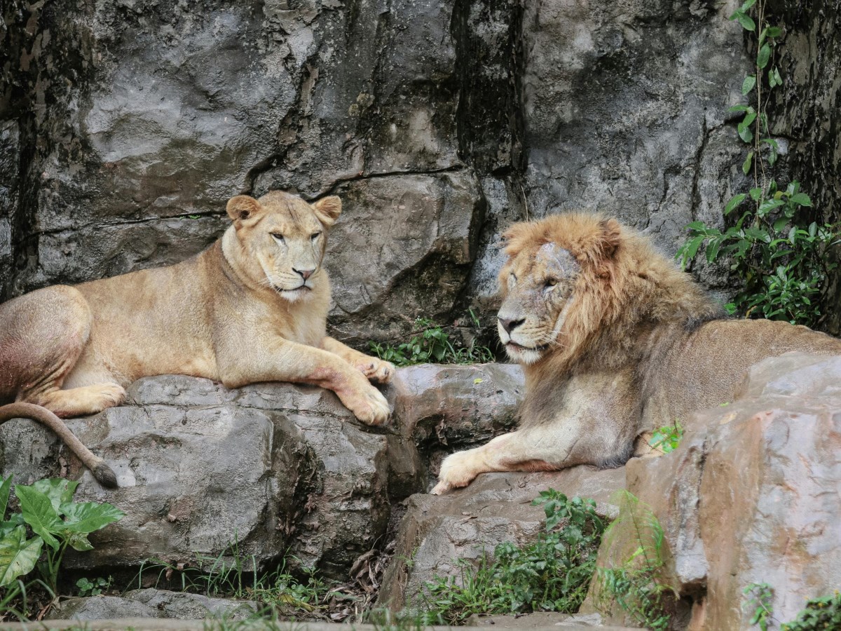 Nawab Wajid Ali Shah Zoological Garden, Lucknow: A Wildlife Paradise