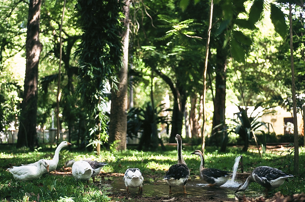 Botanical Garden, Pondicherry: A Green Retreat in the Heart of the City