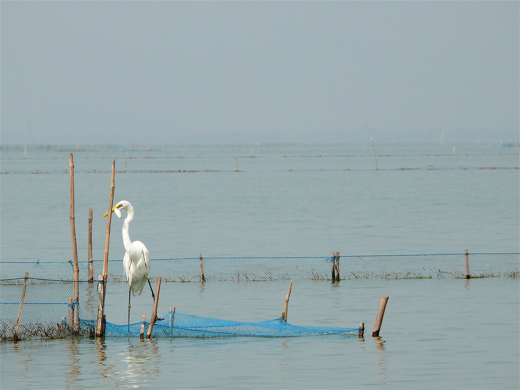 Chilika Lake: A Birdwatcher's Paradise and Nature's Haven in Puri