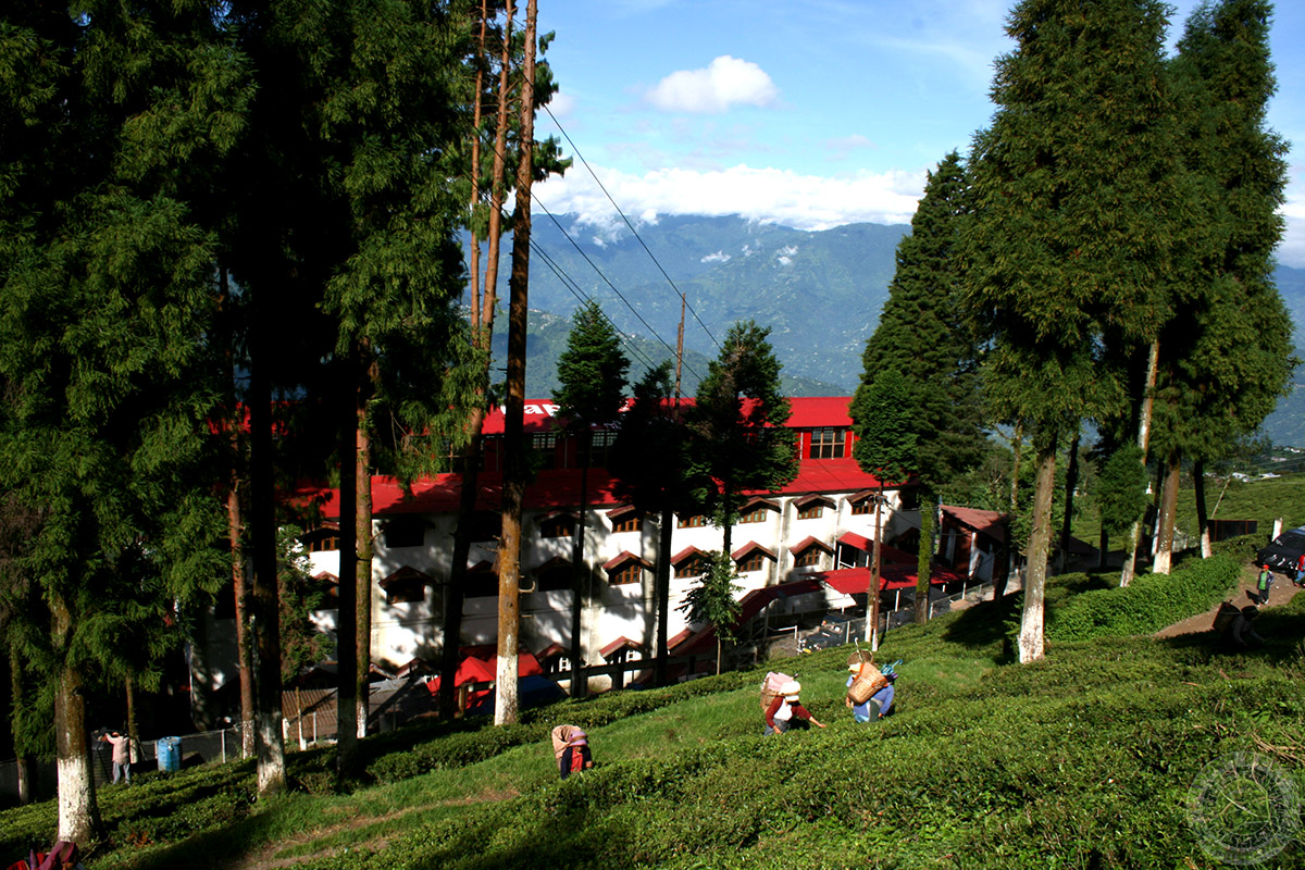 Happy Valley Tea Estate, Darjeeling: A Scenic Retreat and Tea Lover’s Paradise