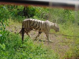 Nandankanan Zoological Park, Bhubaneswar: A Sanctuary of Wildlife and Nature