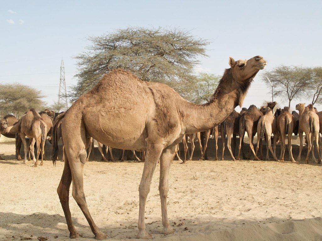 National Research Centre on Camel: A Unique Experience in Bikaner