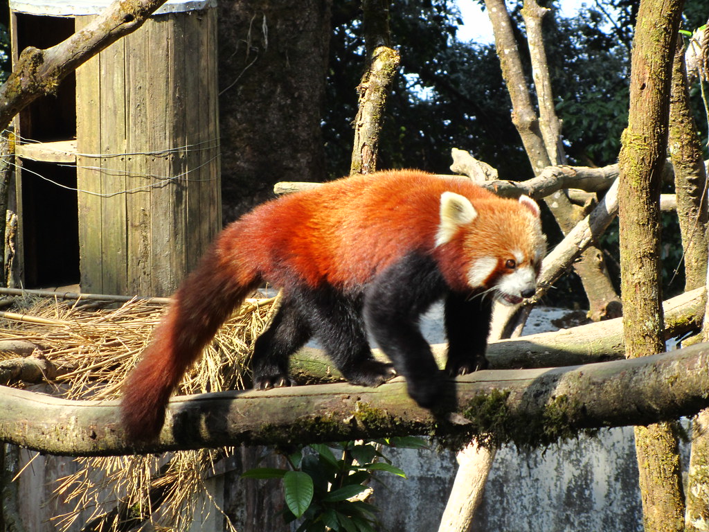 Padmaja Naidu Himalayan Zoological Park, Darjeeling: A Wild Adventure for Kids and Nature Lovers