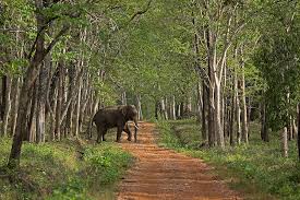 Bori Wildlife Sanctuary: A Natural Haven Near Bhopal