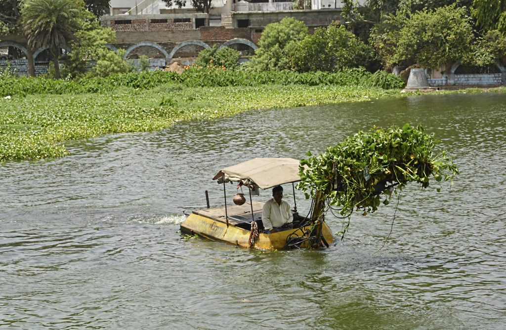 Exploring Lower Lake: A Tranquil Escape in the Heart of Bhopal