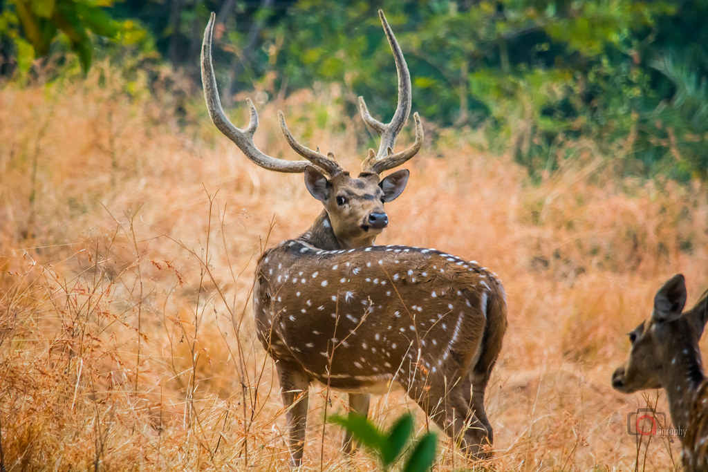 Exploring Van Vihar National Park, Bhopal: A Nature Lover's Paradise