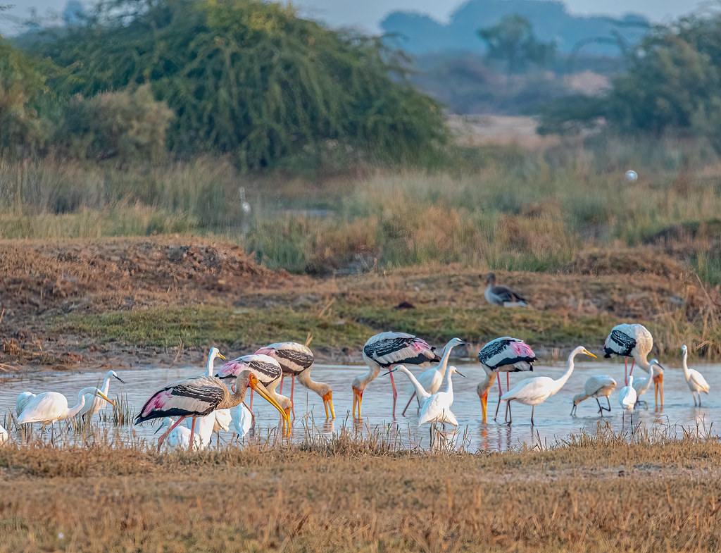 Gondacherra Wildlife Sanctuary, Agartala: A Nature Lover's Paradise