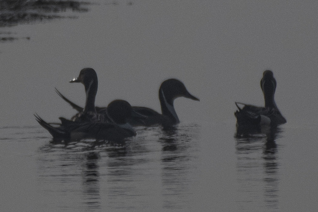 Halali Dam & Reservoir: A Scenic Retreat for Nature Lovers