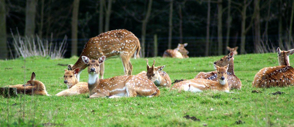 Malsi Deer Park: A Serene Wildlife Escape in Dehradun