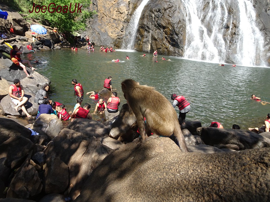 Monkey Falls, Coimbatore: A Serene Retreat Amidst Nature