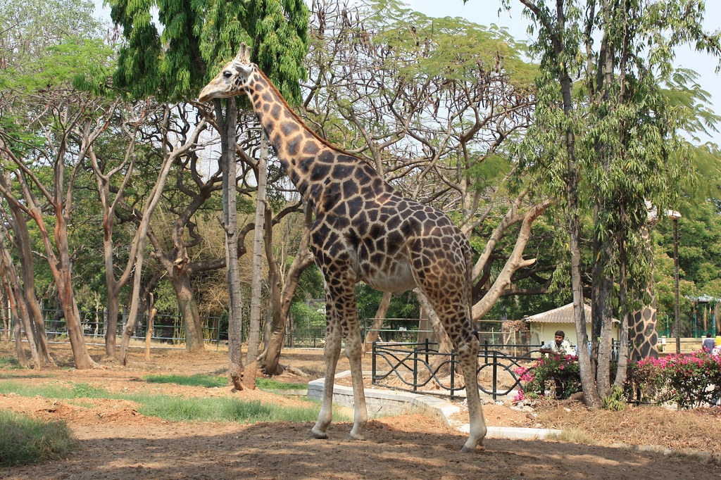 Explore Mysore Zoo: A Wildlife Haven in the Heart of the City