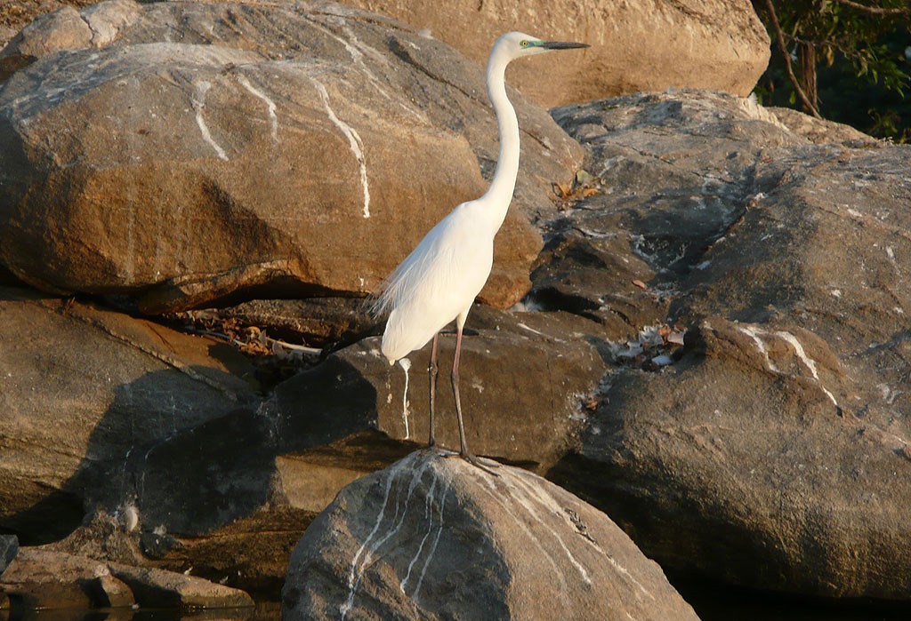 Ranganathittu Bird Sanctuary: A Paradise for Bird Lovers