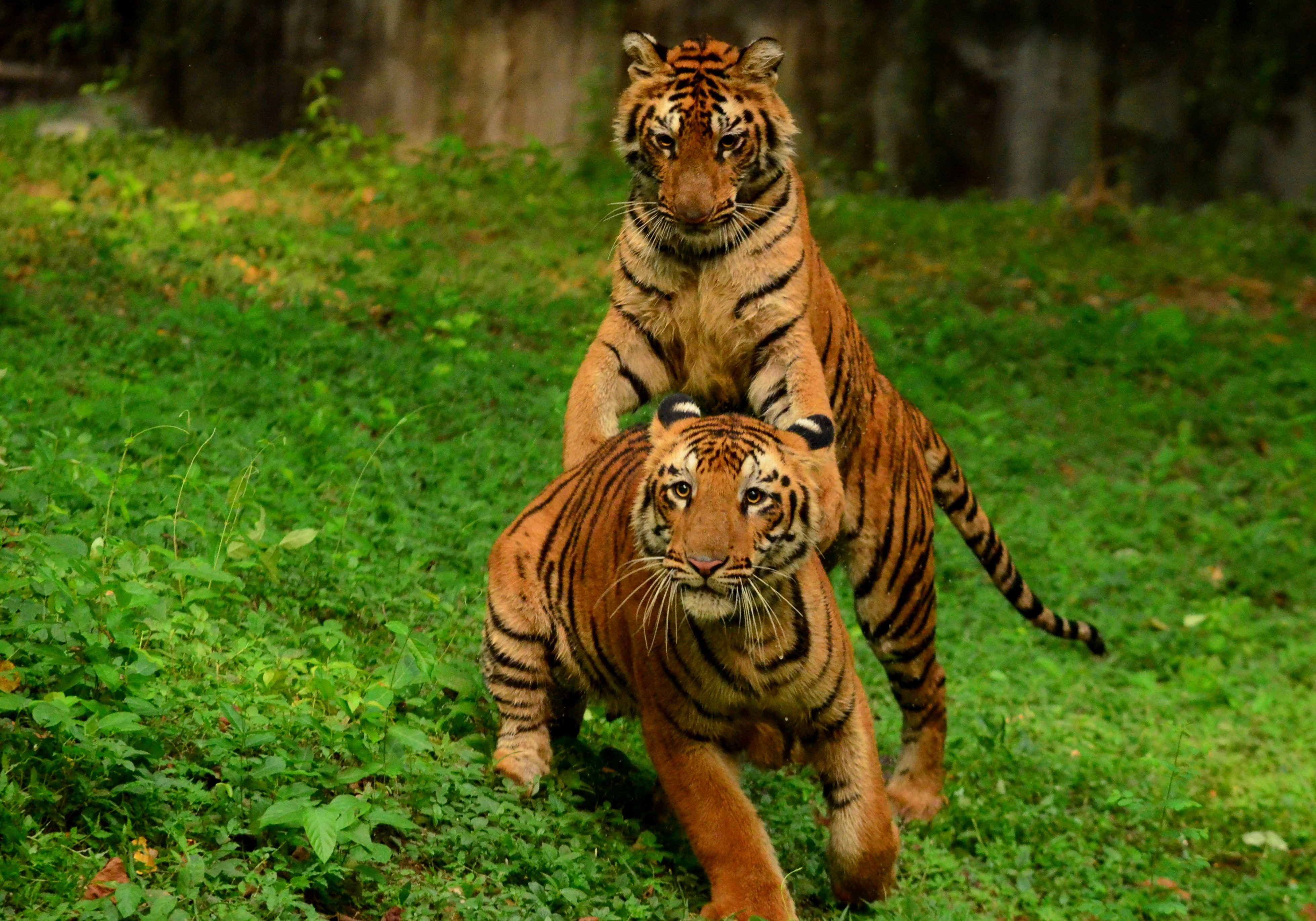 Tata Steel Zoological Park: A Wildlife Retreat in Jamshedpur