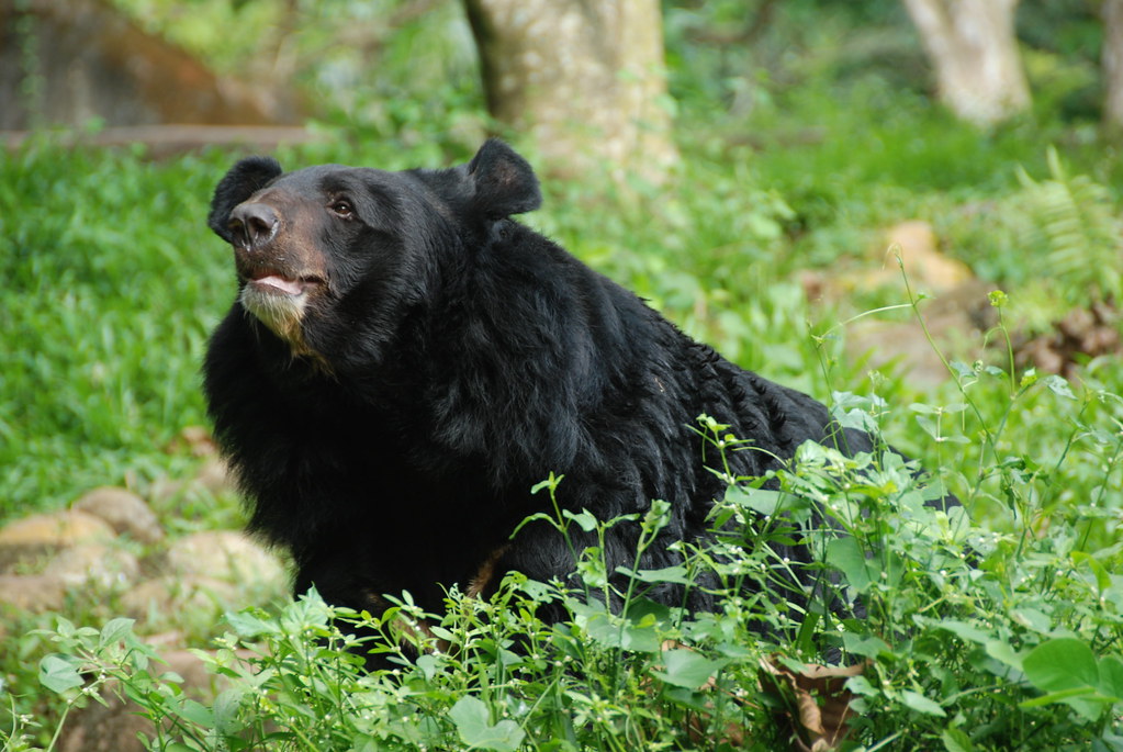 Trivandrum Zoo: A Fascinating Wildlife Experience for All Ages