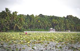 Vellayani Lake: A Serene Escape in Trivandrum