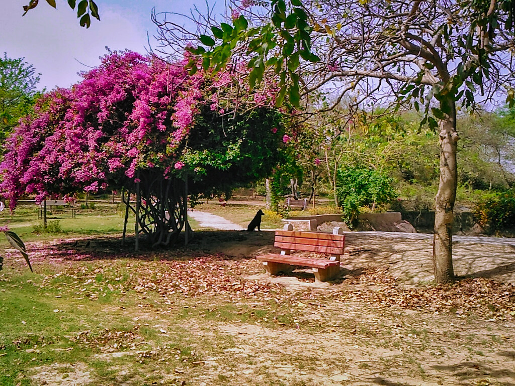 Discover the Vibrant Bougainvillea Garden, Chandigarh