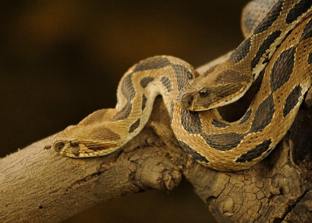 Explore the Fascinating Katraj Snake Park in Pune