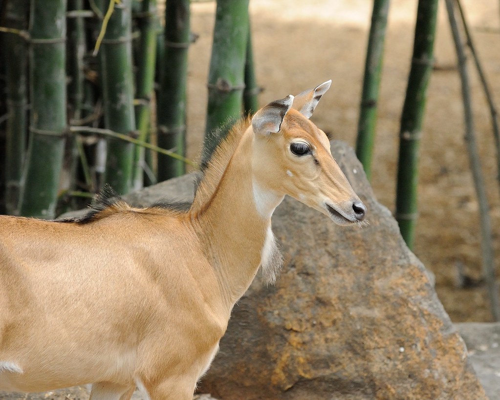 Rajiv Gandhi Zoological Park, Pune: A Wild Adventure for Nature Lovers