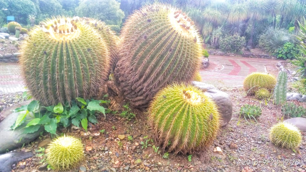 Explore the Unique Cactus Garden in Panchkula